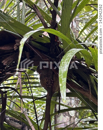 The world's smallest tarsier (primate) lives on Bohol Island in the Philippines. The world's smallest tarsier (primate) lives on Bohol Island in the Philippines. 142042262