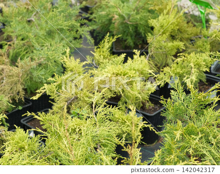 Potted evergreen trees nursery row. Green conifer saplings in orderly containers on black ground organized for sale. Evergreens growing in boxes, modern retail display, vibrant foliage, neatly trimmed Potted evergreen trees nursery row. Green conifer saplings in orderly containers on black ground organized for sale. Evergreens growing in boxes, modern retail display, vibrant foliage, neatly trimmed 142042317