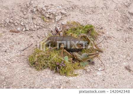 River crayfish in nature. Catching European Live crayfish. Single Astacus in its natural habitat closeup. Detailed view of crustacean on sandy bank. Mottled carapace, textured shell, claws, antennae River crayfish in nature. Catching European Live crayfish. Single Astacus in its natural habitat closeup. Detailed view of crustacean on sandy bank. Mottled carapace, textured shell, claws, antennae 142042348