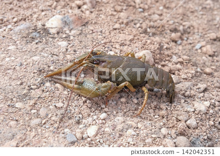 River crayfish in nature. Catching European Live crayfish. Single Astacus in its natural habitat closeup. Detailed view of crustacean on sandy bank. Mottled carapace, textured shell, claws, antennae River crayfish in nature. Catching European Live crayfish. Single Astacus in its natural habitat closeup. Detailed view of crustacean on sandy bank. Mottled carapace, textured shell, claws, antennae 142042351