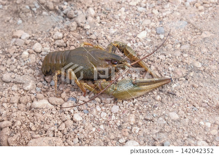 River crayfish in nature. Catching European Live crayfish. Single Astacus in its natural habitat closeup. Detailed view of crustacean on sandy bank. Mottled carapace, textured shell, claws, antennae River crayfish in nature. Catching European Live crayfish. Single Astacus in its natural habitat closeup. Detailed view of crustacean on sandy bank. Mottled carapace, textured shell, claws, antennae 142042352