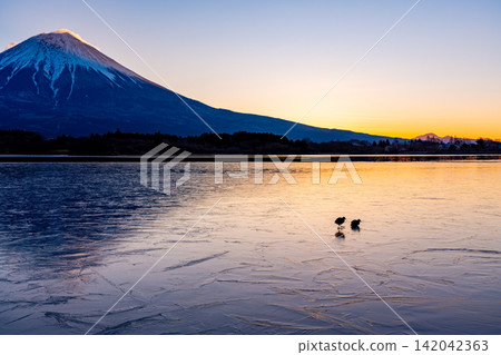 【靜岡縣】水禽漫步在薄冰覆蓋的湖面上,遠處是富士山。 【靜岡縣】水禽漫步在薄冰覆蓋的湖面上,遠處是富士山。 142042363