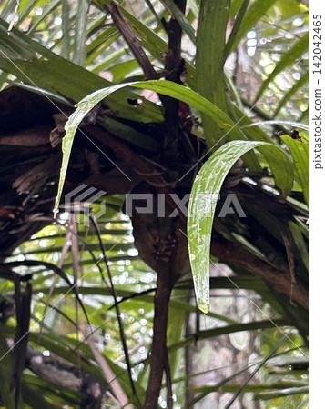 The world's smallest tarsier, found on Bohol Island in the Philippines The world's smallest tarsier, found on Bohol Island in the Philippines 142042465