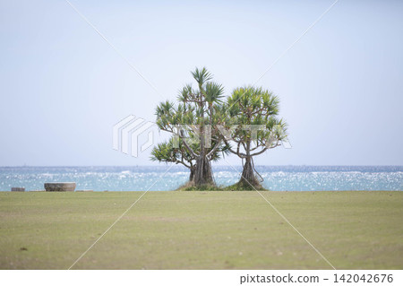A pandanus tree standing on the grassy beach by the sea and the sparkling ocean. 142042676