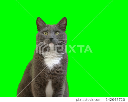 Cat on Green Background. Gray White Feline Against Green Screen Chromakey. Real Shot Cat Isolated is Sitting, Looking Up, Playing. Kitty Cat licks its muzzle. Kitten video. Keying. Goods for pets 4K Cat on Green Background. Gray White Feline Against Green Screen Chromakey. Real Shot Cat Isolated is Sitting, Looking Up, Playing. Kitty Cat licks its muzzle. Kitten video. Keying. Goods for pets 4K 142042720