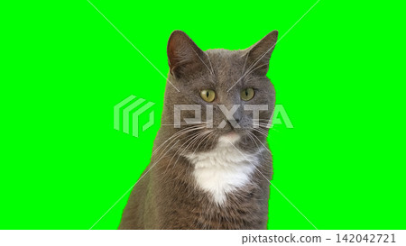 Cat on Green Background. Gray White Feline Against Green Screen Chromakey. Real Shot Cat Isolated is Sitting, Looking Up, Playing. Kitty Cat licks its muzzle. Kitten video. Keying. Goods for pets 4K Cat on Green Background. Gray White Feline Against Green Screen Chromakey. Real Shot Cat Isolated is Sitting, Looking Up, Playing. Kitty Cat licks its muzzle. Kitten video. Keying. Goods for pets 4K 142042721