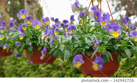 Colorful greenhouse garden center aisle lined with hanging baskets, pansy beds, daffodils and mixed spring blooms paved walkway, racks, retail nursery, bright diffused light. Vibrant plant display 142042728
