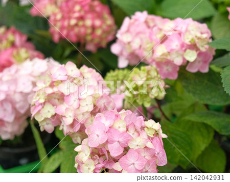 Hydrangea macrophylla blooming. Magenta, white and pink heads of bigleaf hydrangea flower petals. Beautiful Garden. Landscaping trend. Shrubbery blooms in backyard. Green landscaped design. Closeup Hydrangea macrophylla blooming. Magenta, white and pink heads of bigleaf hydrangea flower petals. Beautiful Garden. Landscaping trend. Shrubbery blooms in backyard. Green landscaped design. Closeup 142042931