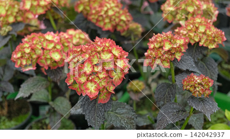 Hydrangea macrophylla blooming. Red, yellow green, pink heads of bigleaf hydrangea flower petals. Beautiful Garden. Landscaping trend. Shrubbery blooms in backyard. Green landscaped design. Closeup Hydrangea macrophylla blooming. Red, yellow green, pink heads of bigleaf hydrangea flower petals. Beautiful Garden. Landscaping trend. Shrubbery blooms in backyard. Green landscaped design. Closeup 142042937