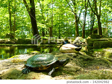 Turtles and ducks in the green pond at Obihiro Shrine Turtles and ducks in the green pond at Obihiro Shrine 142042982
