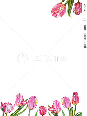 Pink Tulip Floral Border Pink Tulip Floral Border 142043096