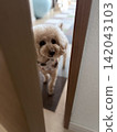 一隻玩具貴賓犬正從門縫往外看。 142043103