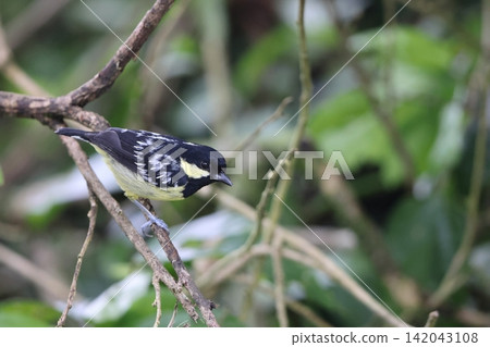 White-spotted Tit White-spotted Tit 142043108