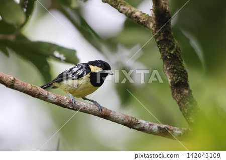 White-spotted Tit White-spotted Tit 142043109