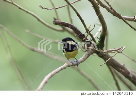 White-spotted Tit White-spotted Tit 142043110