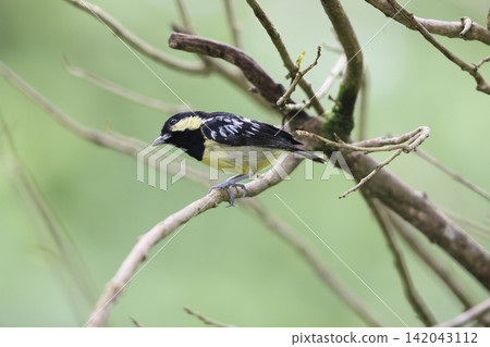 White-spotted Tit White-spotted Tit 142043112