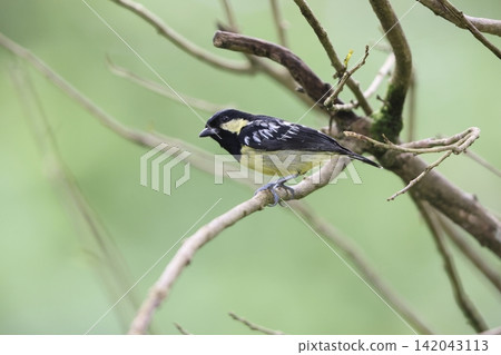 White-spotted Tit White-spotted Tit 142043113