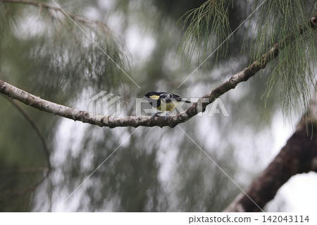 White-spotted Tit White-spotted Tit 142043114