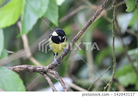 White-spotted Tit White-spotted Tit 142043117