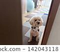一隻玩具貴賓犬透過門盯著它的主人。 142043118