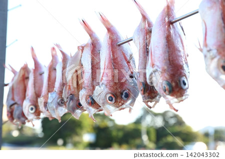 Nodoguro (blackthroat seaperch) being sun-dried 142043302