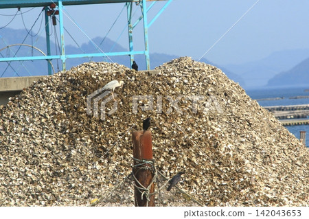 Birds gather around discarded oyster shells. 142043653