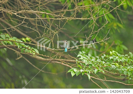 埼玉縣狹山市,智古山公園,翠鳥(翠鳥) 埼玉縣狹山市,智古山公園,翠鳥(翠鳥) 142043709