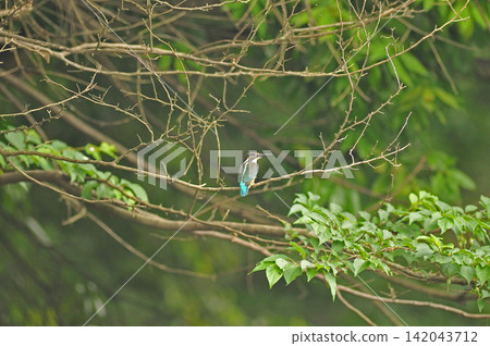 埼玉縣狹山市，智古山公園，翠鳥（翠鳥） 142043712