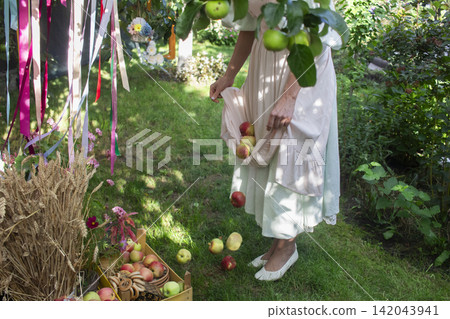 A rustic outdoor harvest scene featuring a person standing on grass, holding several red and yellow apples in the hem of a light dress with lace trim. A rustic outdoor harvest scene featuring a person standing on grass, holding several red and yellow apples in the hem of a light dress with lace trim. 142043941