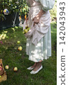 A rustic outdoor harvest scene featuring a person standing on grass, holding several red and yellow apples in the hem of a light dress with lace trim. 142043943