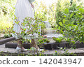 A serene outdoor gardening scene featuring a person in a light dress with a white apron and shoes, watering plants with a metal watering can. 142043947