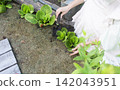 A rustic outdoor gardening scene featuring a person tending to leafy green plants with a small black hand shovel. 142043951