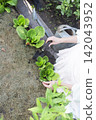 A rustic outdoor gardening scene featuring a person tending to leafy green plants with a small black hand shovel. 142043952