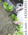 A rustic outdoor gardening scene featuring a person tending to leafy green plants with a small black hand shovel. 142043953