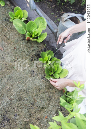 A rustic outdoor gardening scene featuring a person tending to leafy green plants with a small black hand shovel. A rustic outdoor gardening scene featuring a person tending to leafy green plants with a small black hand shovel. 142043953