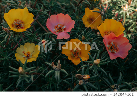 Colorful moss rose flowers in yellow and pink blooming among succulent green foliage, creating a vibrant botanical scene with natural texture, summer garden beauty, floral color and a cheerful nature. Colorful moss rose flowers in yellow and pink blooming among succulent green foliage, creating a vibrant botanical scene with natural texture, summer garden beauty, floral color and a cheerful nature. 142044101