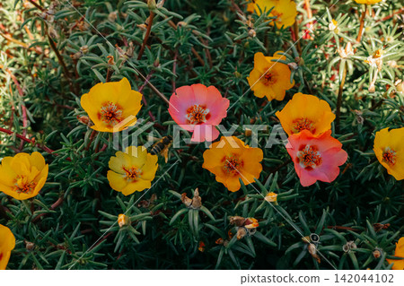 Colorful moss rose flowers in yellow and pink blooming among succulent green foliage, a vibrant botanical scene with a bee collecting nectar in the summer garden, floral beauty in dopamine coors. Colorful moss rose flowers in yellow and pink blooming among succulent green foliage, a vibrant botanical scene with a bee collecting nectar in the summer garden, floral beauty in dopamine coors. 142044102