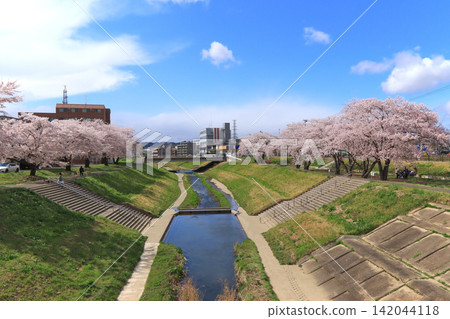 位於宮城縣仙台市新笠川沿岸,靠近富澤站的河岸邊,櫻花盛開的景象。 位於宮城縣仙台市新笠川沿岸,靠近富澤站的河岸邊,櫻花盛開的景象。 142044118