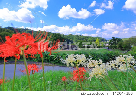 Spider lilies blooming around Ishibutai Kofun (Asuka Village, Nara Prefecture) Spider lilies blooming around Ishibutai Kofun (Asuka Village, Nara Prefecture) 142044196