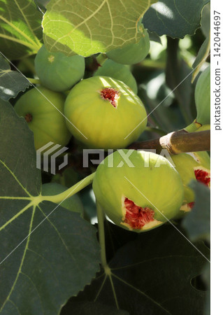 Ripe figs fruit on branches, close up Ripe figs fruit on branches, close up 142044697