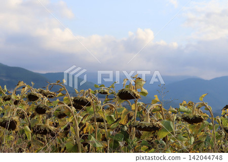 In the field ripe sunflower In the field ripe sunflower 142044748