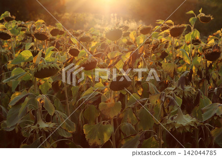 In the field ripe sunflower 142044785