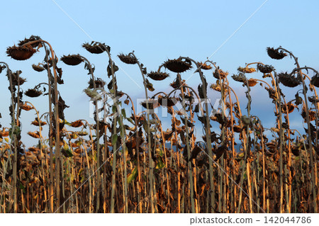 In the field ripe sunflower In the field ripe sunflower 142044786
