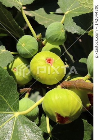 Ripe figs fruit on branches, close up Ripe figs fruit on branches, close up 142044800