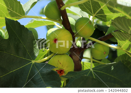 Ripe figs fruit on branches, close up Ripe figs fruit on branches, close up 142044802