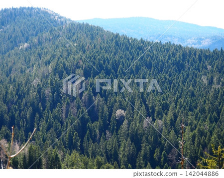 Zlatibor, Serbia, a natural rural landscape. View of the mountains with a spruce forest in spring in April. Ethno tourism in the Balkans. Balkan Range, Zlatar. Suburb of Nova Varosh, National Park. 142044886