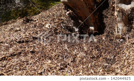 Ants are busy working at their anthill in Zlatar, Serbia. The sun shines on the forest floor with spruce and fir trees surrounding the area. This is spring in the national park Ants are busy working at their anthill in Zlatar, Serbia. The sun shines on the forest floor with spruce and fir trees surrounding the area. This is spring in the national park 142044925