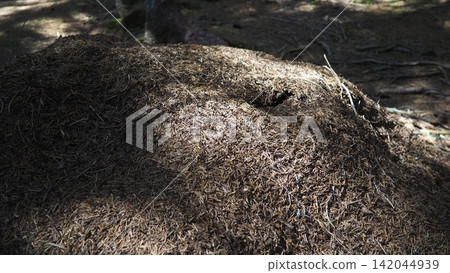 Ants are busy working at their anthill in Zlatar, Serbia. The sun shines on the forest floor with spruce and fir trees surrounding the area. This is spring in the national park Ants are busy working at their anthill in Zlatar, Serbia. The sun shines on the forest floor with spruce and fir trees surrounding the area. This is spring in the national park 142044939
