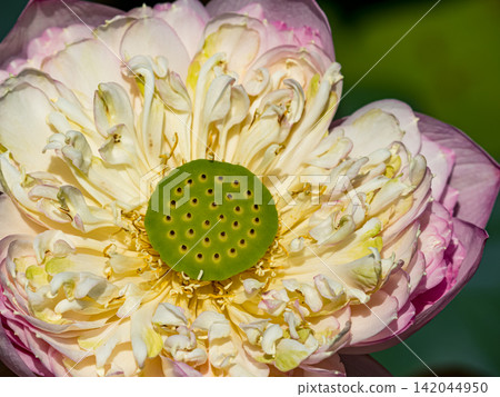 White and pink lotus flower blooming above a pond with green lily pads and a small green grasshopper. White and pink lotus flower blooming above a pond with green lily pads and a small green grasshopper. 142044950