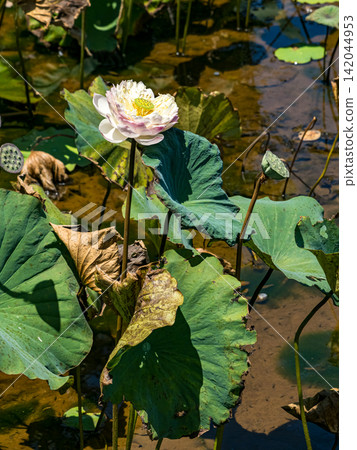 White and pink lotus flower blooming above a pond with green lily pads and a small green grasshopper. White and pink lotus flower blooming above a pond with green lily pads and a small green grasshopper. 142044953